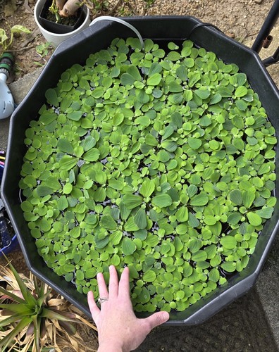 Dwarf water lettuce - water,