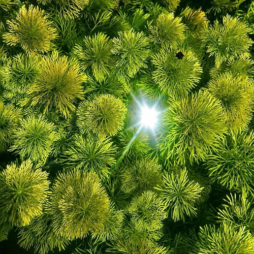 Stems ambulia limnophila - stems,